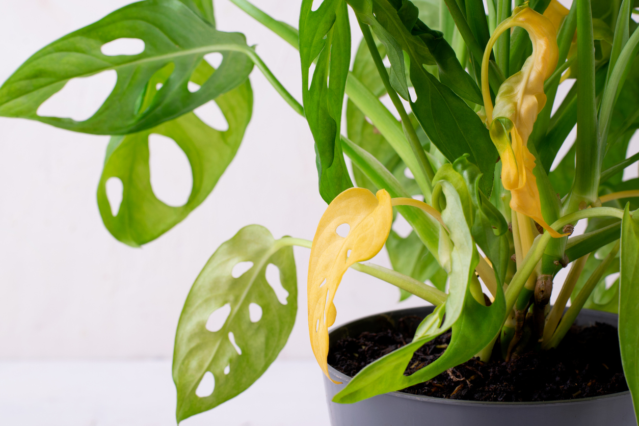 Monstera Monkey Mask with yellow leaves. Improper care after the houseplant. Pests, overwatering or root rot