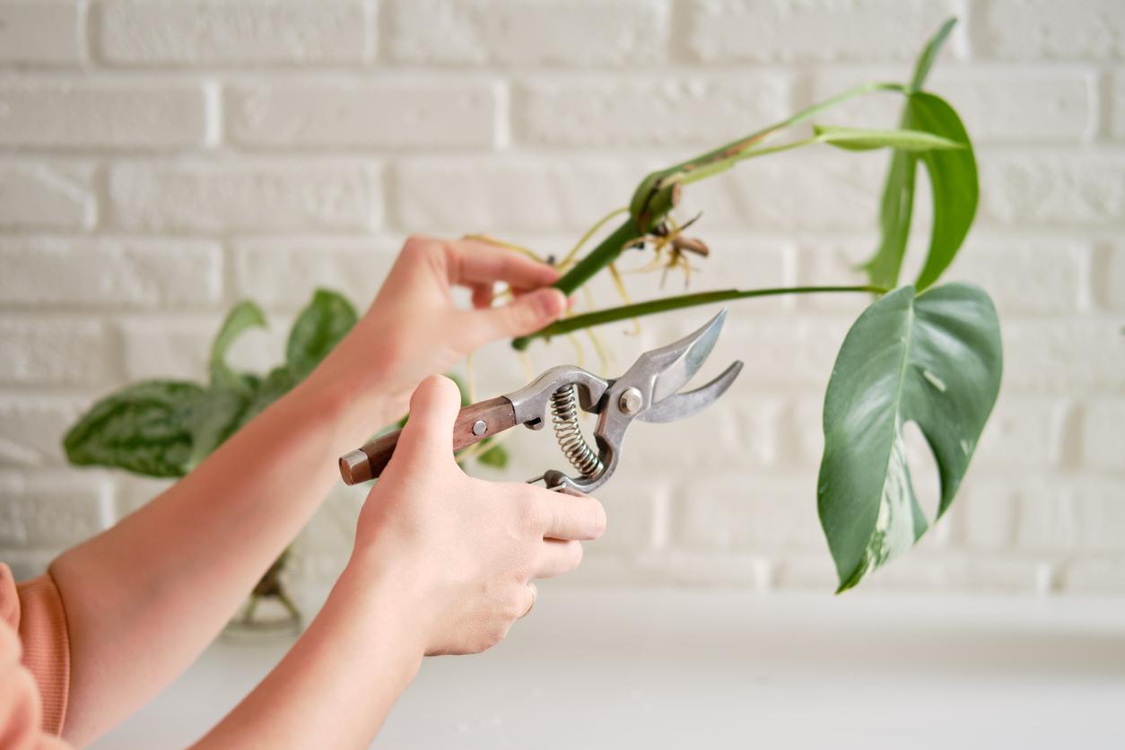 Woman florist cuts monstera albo plant with garden scissors. Female hands and care for home plants for planting in a flower pot