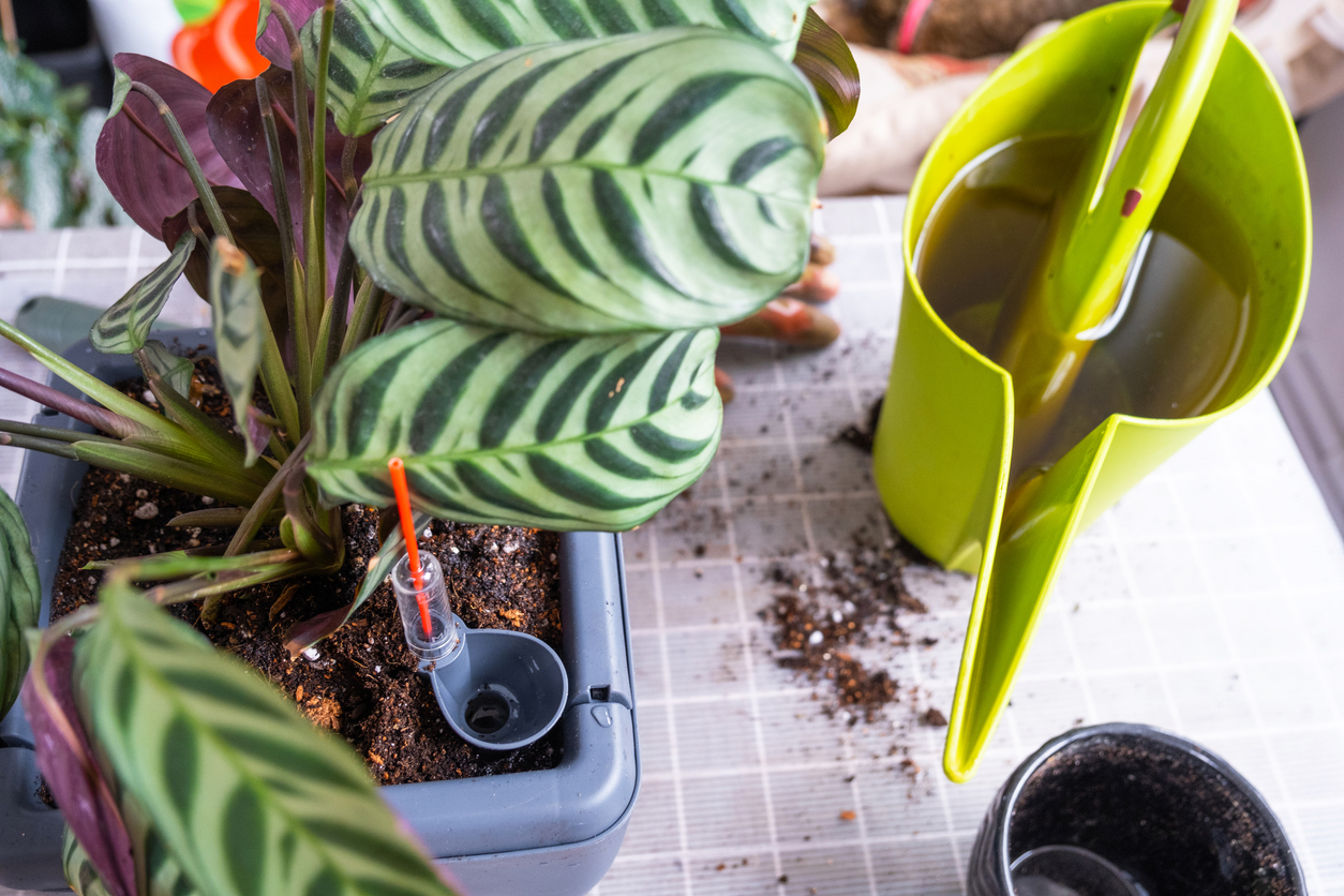 Pot for plants with automatic watering, transplanting Calathea into a double pot, watering from a watering can, assembling a water tank.