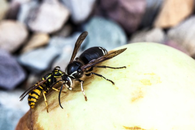 Solved! What to Do About Wasps
