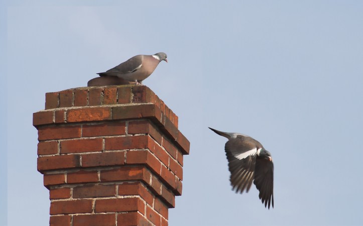 Is There a Bird Trapped in Your Chimney? Here’s What to Do.