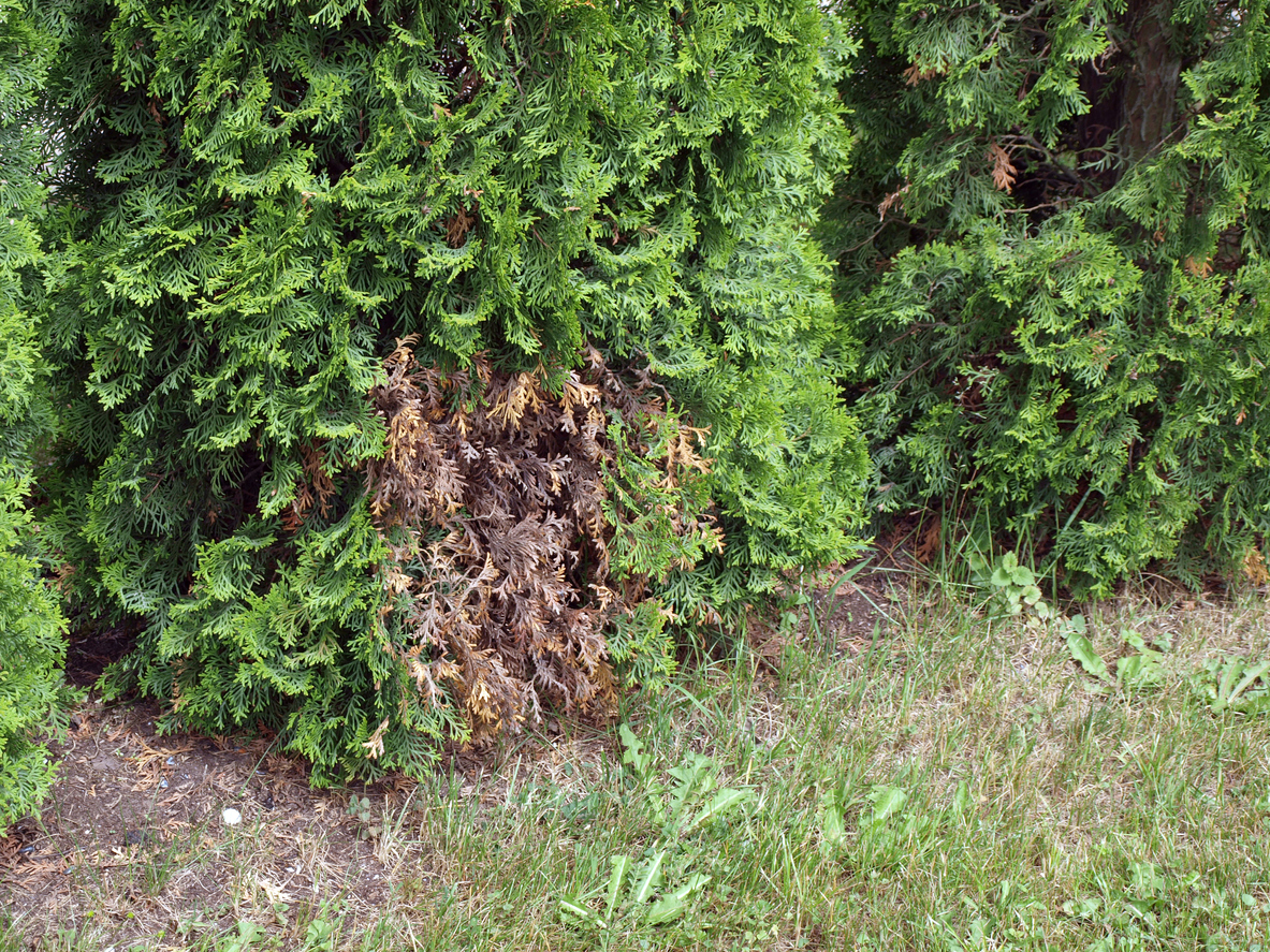 arborvitae turning brown