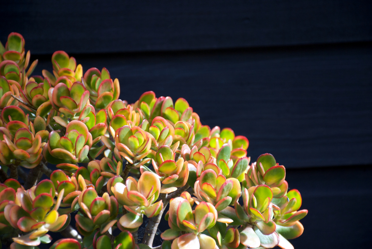 A close-up of the Crassula Ovata, better known as the Jade Plant. Grown outdoors in bright sunlight, the leaves have a red tinge. These are also sometimes known as a money tree and used in Fen Shui.
