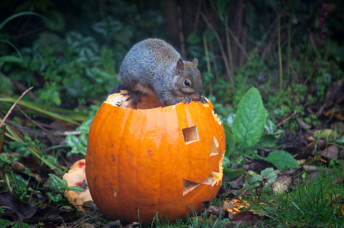 how to keep squirrels away from pumpkins
