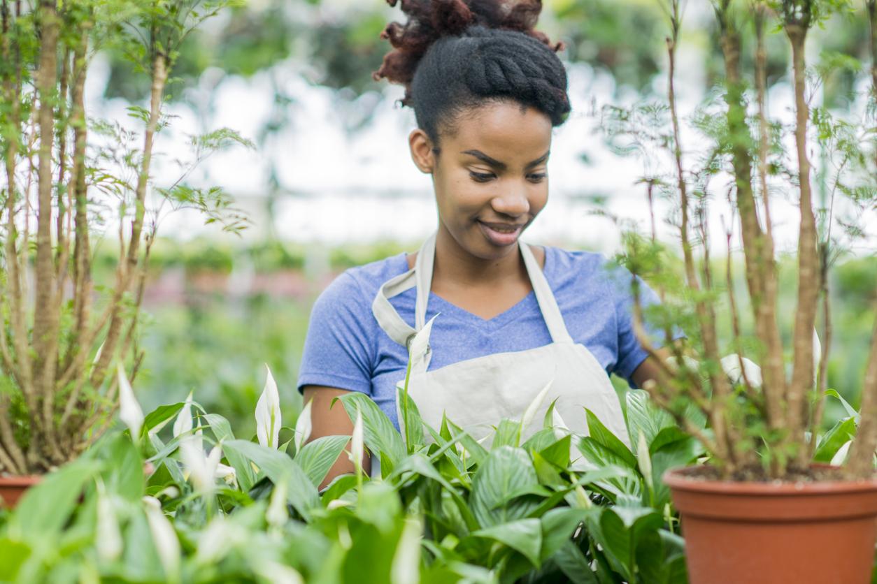 An African American woman is inside a plant nursery. She is wearing gardening clothes. She is working with a Peace Lily plant.