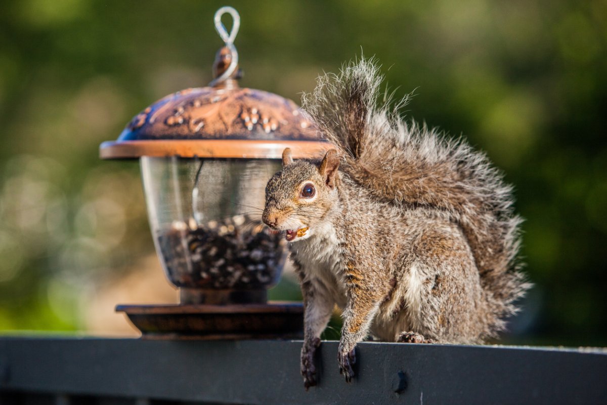 Squirrel eating feed on fence next to feeder in the woods.