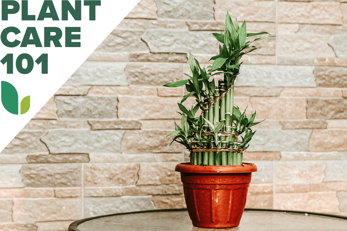 Lucky Bamboo Care 101: This Routine is About as Easy as it Gets - Bob Vila