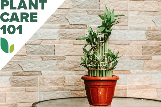 The One Rule of (Green) Thumb When Decorating With Houseplants