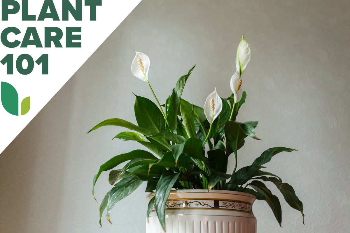 peace lily care 101 - how to grow peace lily indoors