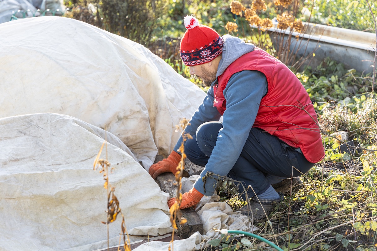 Man wearing winter jacket and a red winter hat pulls row cover over a garden bed to protect plants.