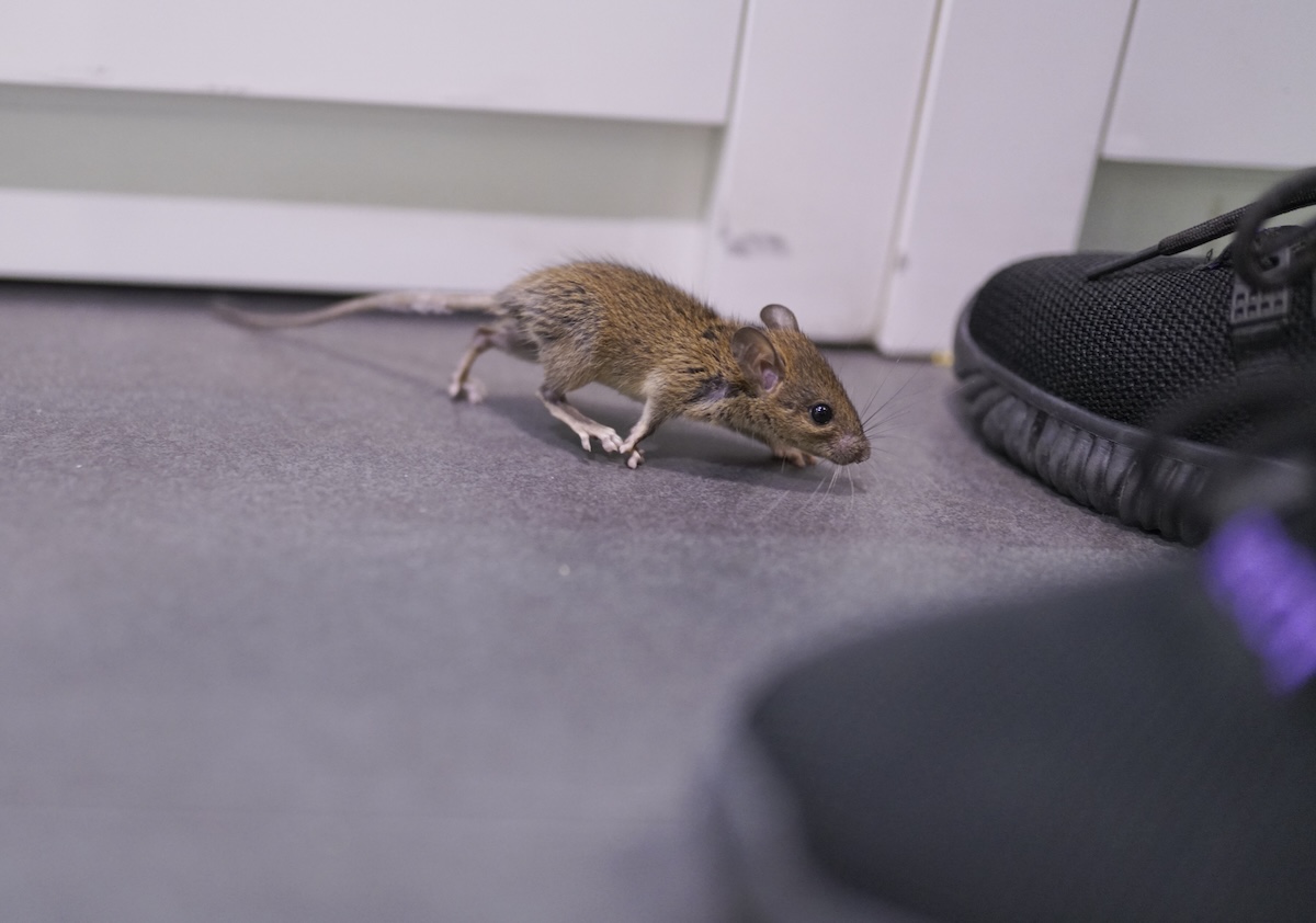 A small mouse runs past a pair of shoes in a home.