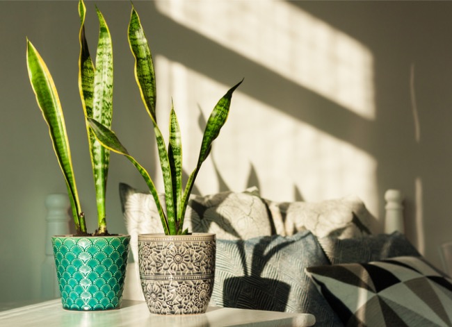 istock photo snake plant care snake plants on table with sunlight shining on them