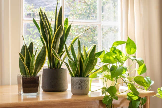 10 Plants You Can Winter Indoors