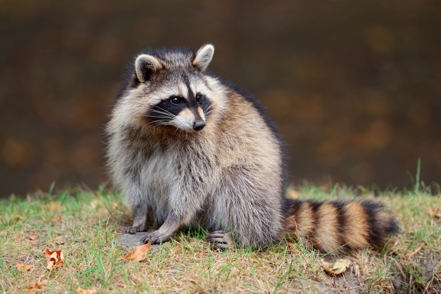 What Does Raccoon Poop Look Like