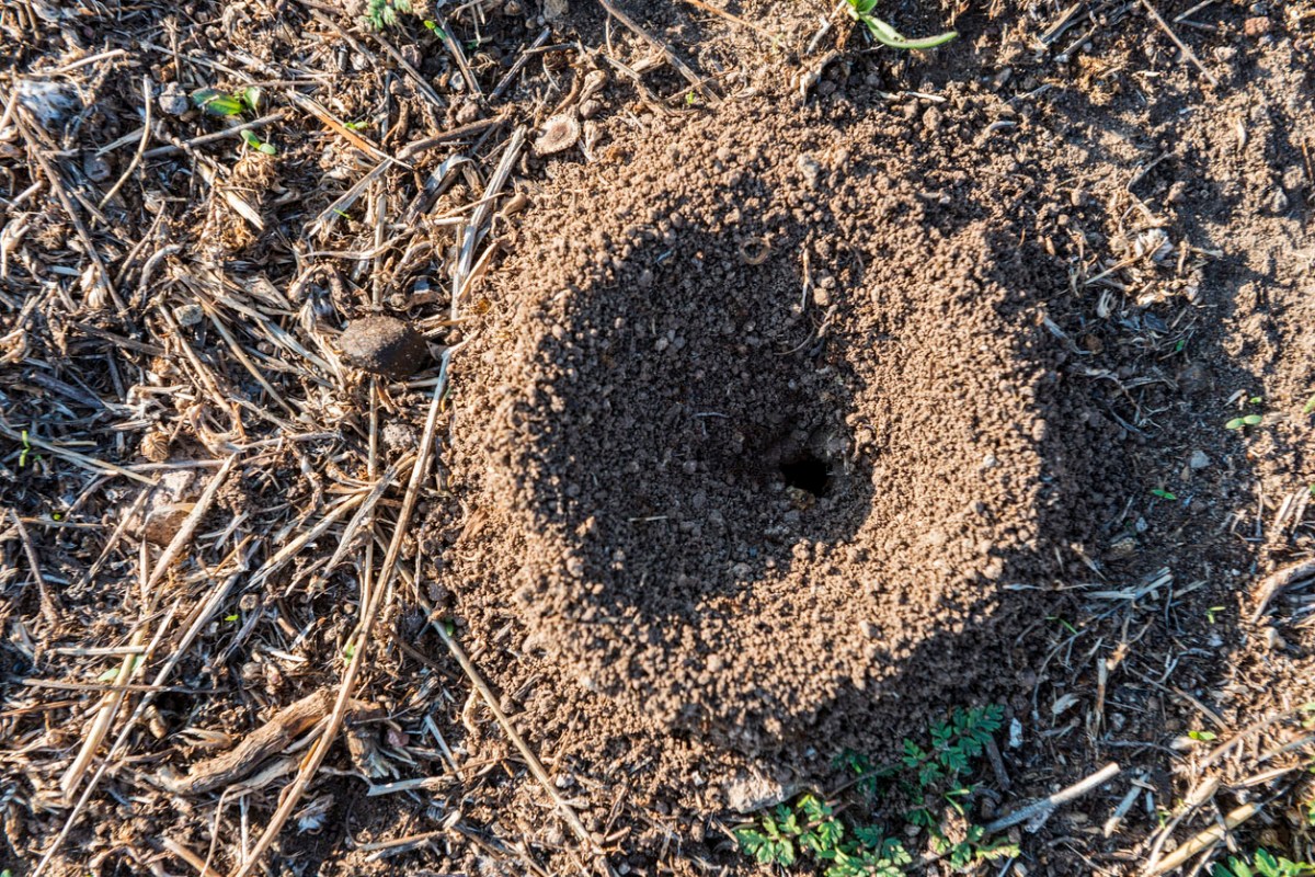 Snake Holes In The Yard