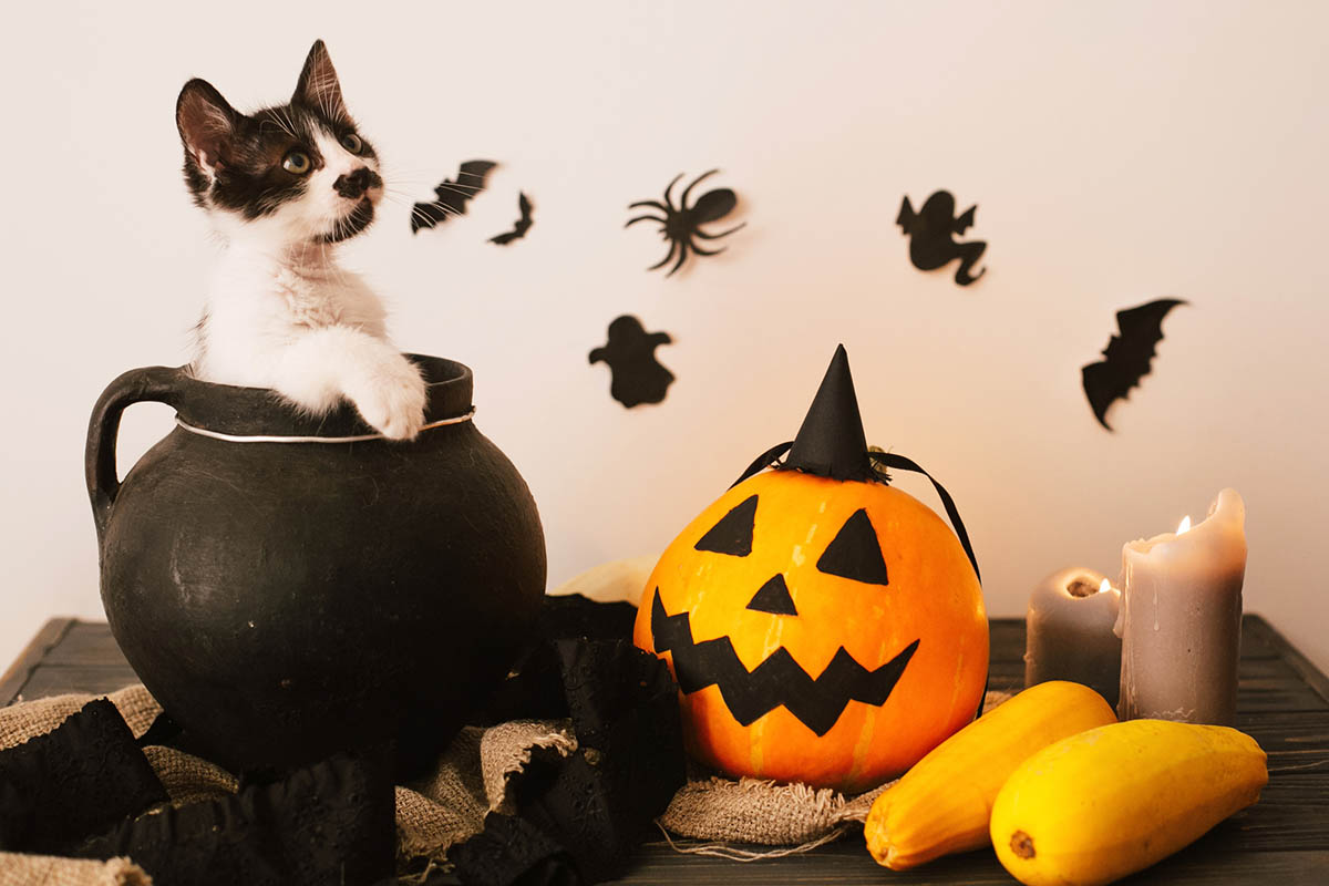 The Best Halloween Decoration Options
