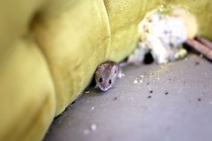 Image result for Hamster acclimation supplies