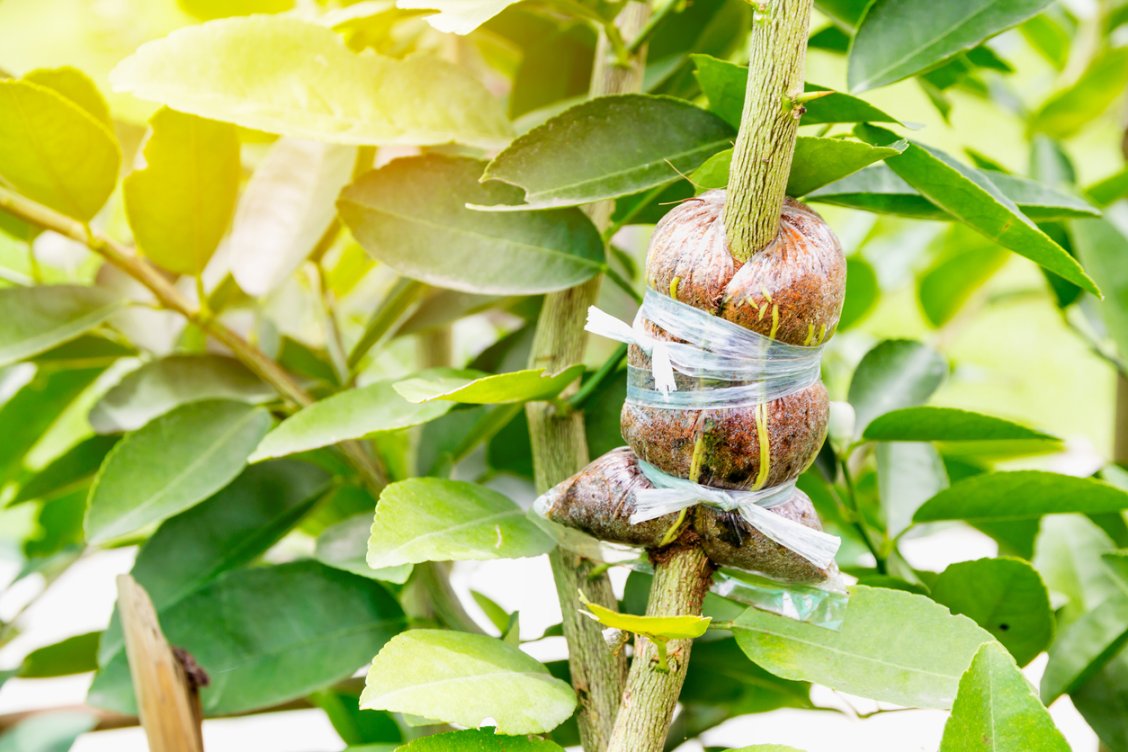 Air Layering Propagation 101 - Bob Vila