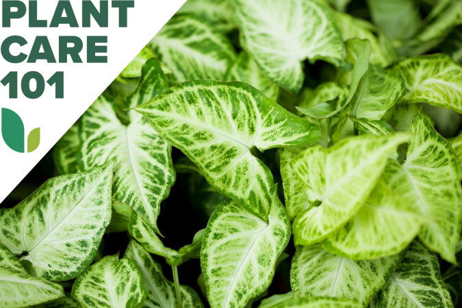 This Arrowhead Plant Care Routine Yields Vibrant, Easy-Growing Foliage