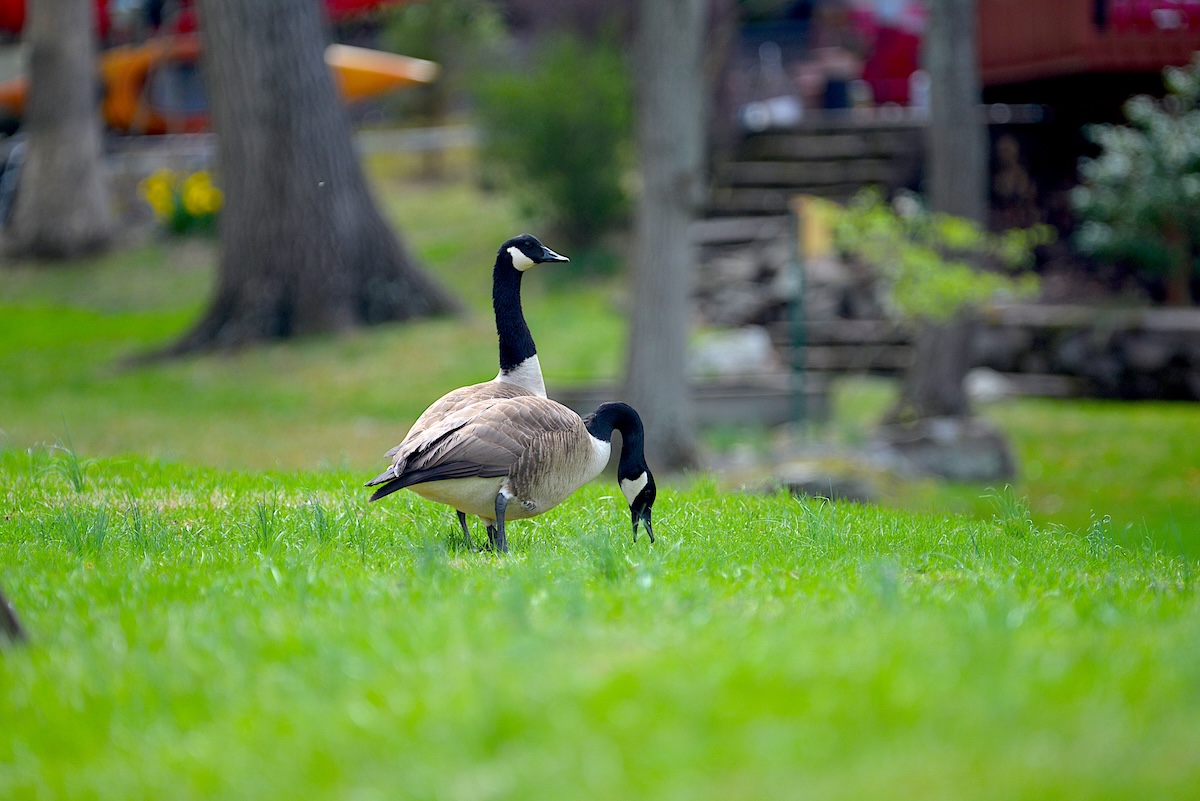 Two Canadian Geese graze in a backyard area.
