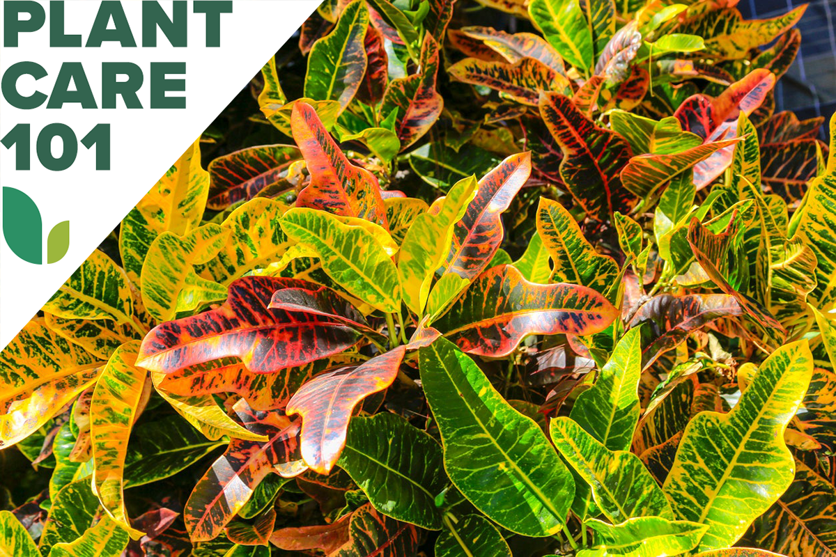 croton plant care 101 - how to grow croton plant indoors