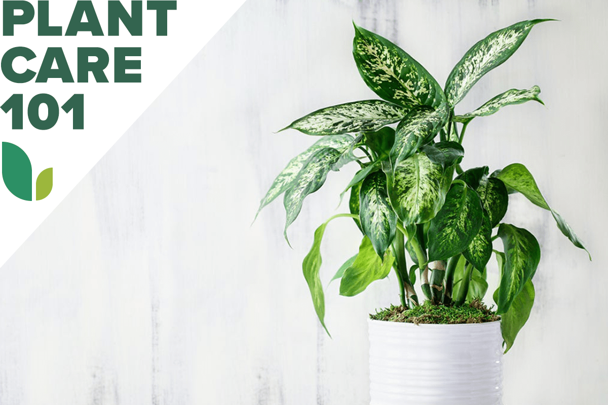 dumb cane plant care 101 - how to grow dumb cane plant indoors