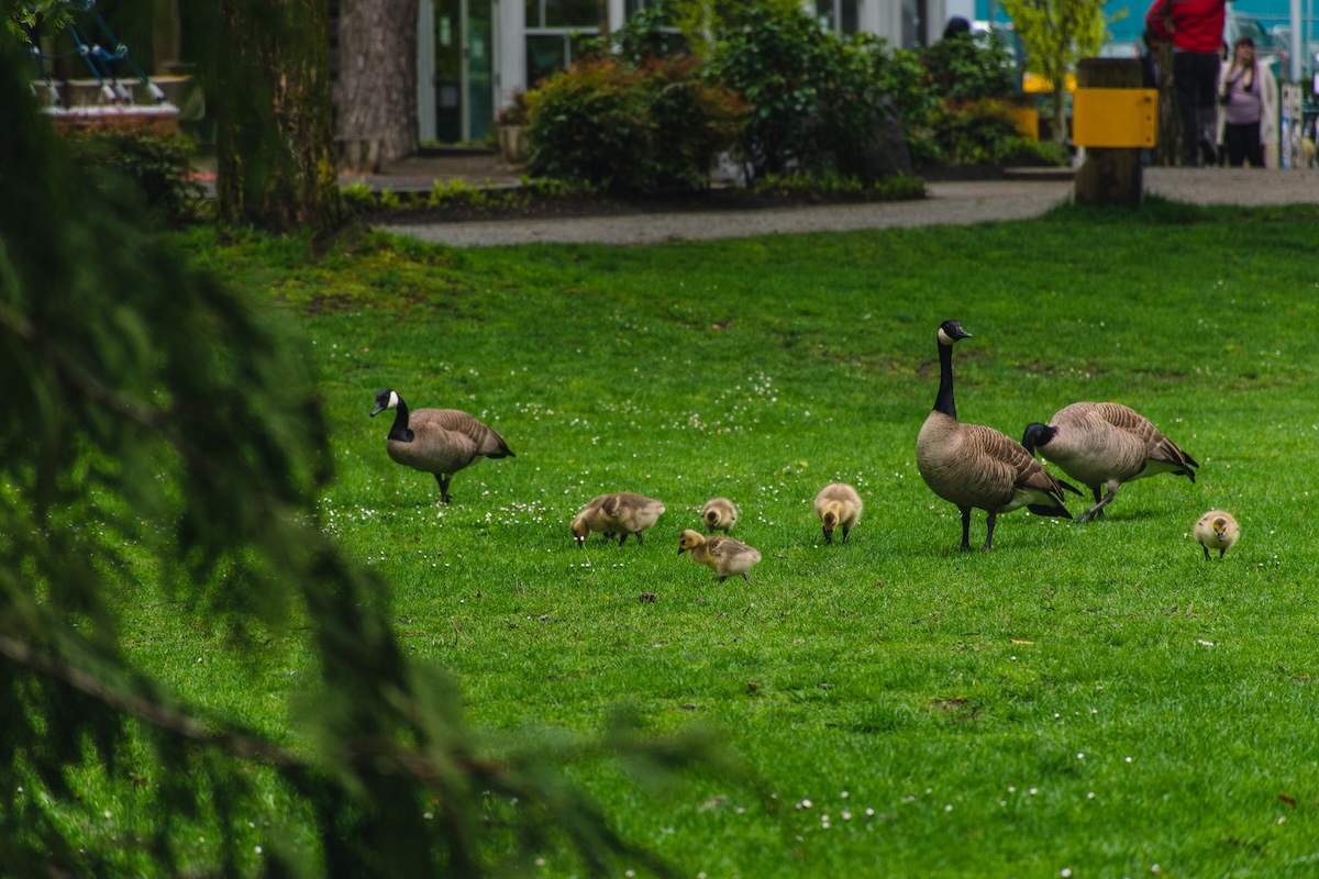 Many Canadian gazes and their newborns go to the backyard.