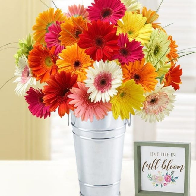The Best Gifts for New Homeowners Option: Happy Gerbera Daisies, 12-24 Stems