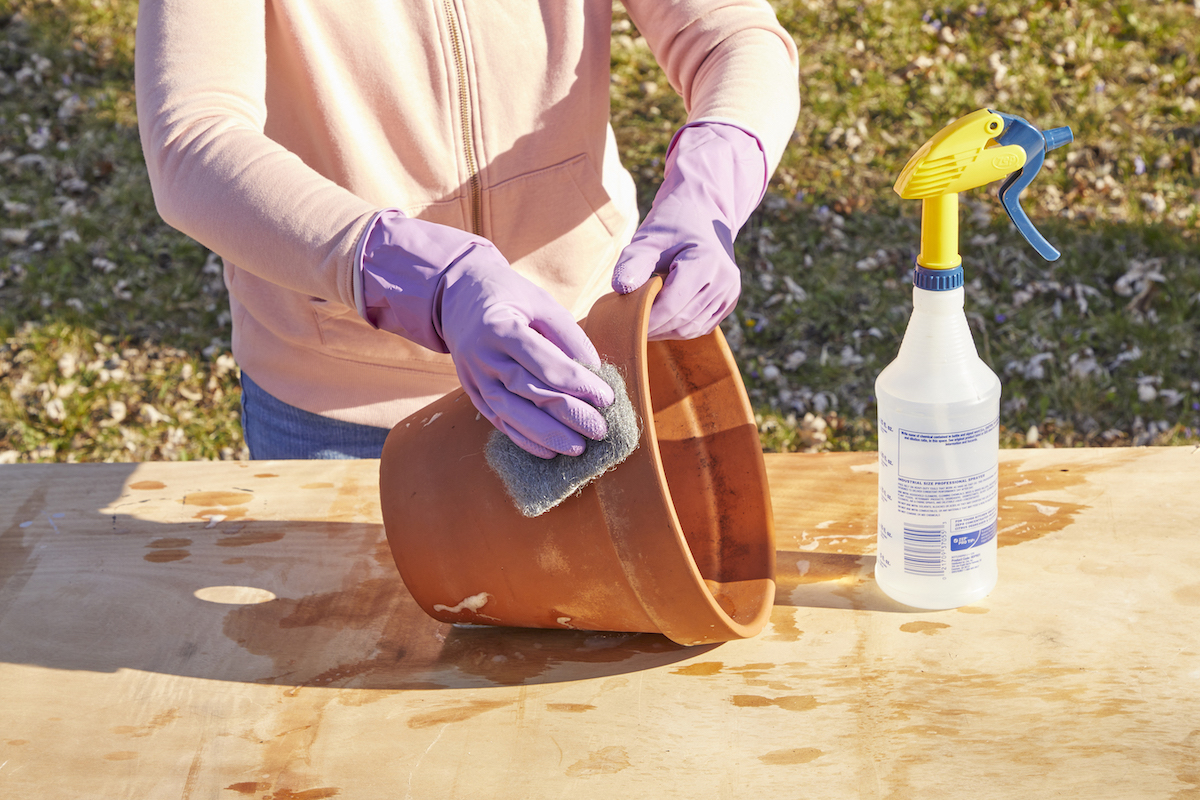 Woman wearing rubber gloves cleans a terra-cotta pot with steel wool, with a spray bottle nearby.