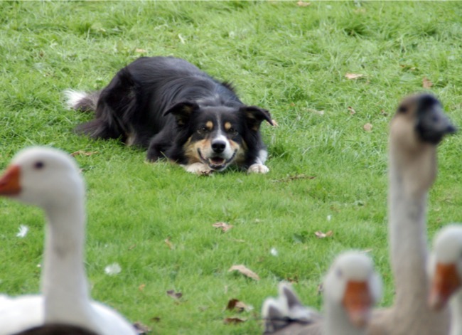 A dog looks at a group of gazes in a courtyard. 