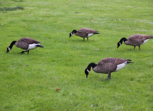 how to get rid of geese