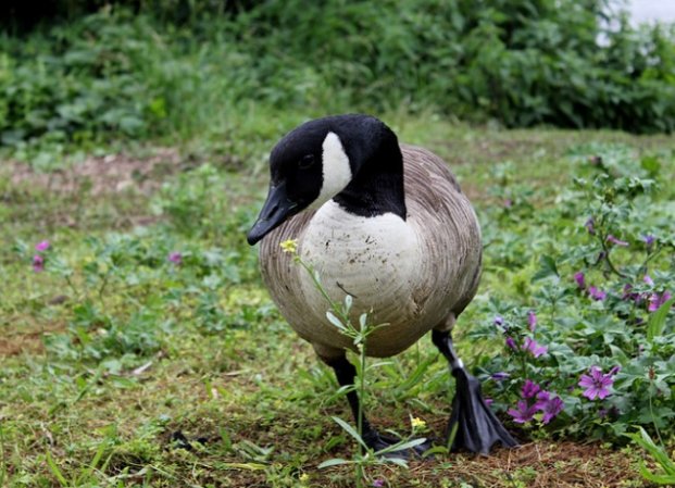 How to Get Rid of Geese