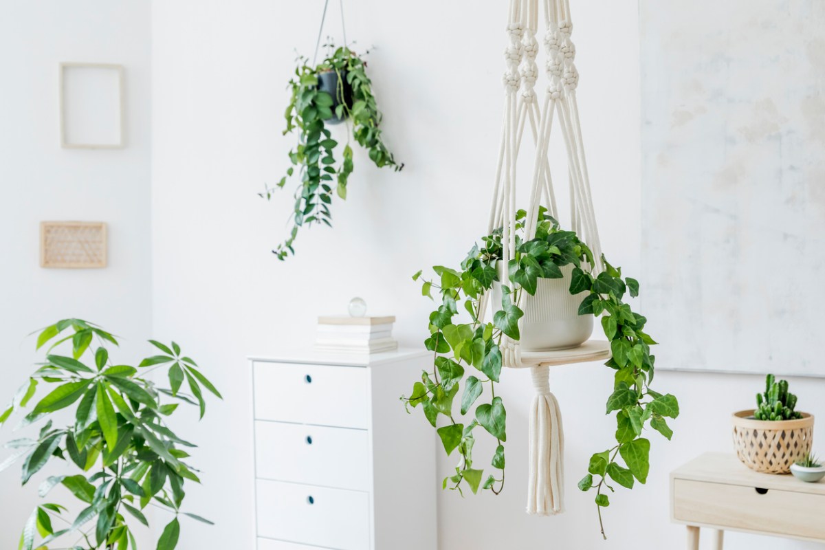 how to hang plants from ceiling