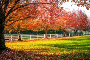 Types of maple trees