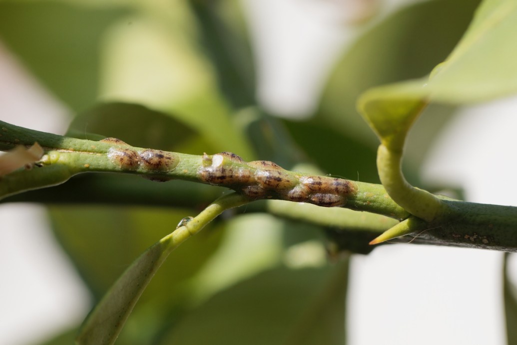 How to get rid of scale on plants in 5 easy steps bob vila