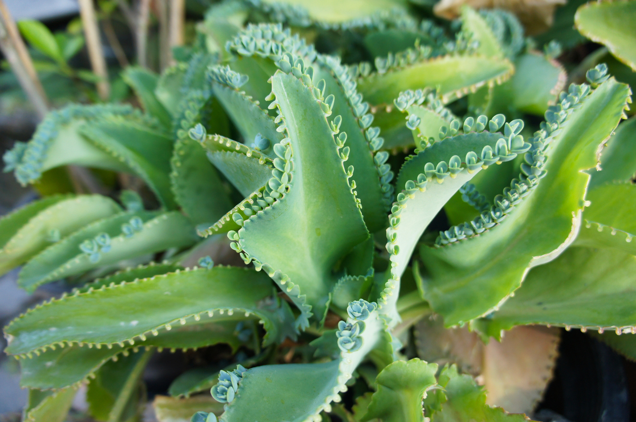 types of succulents mother of thousands