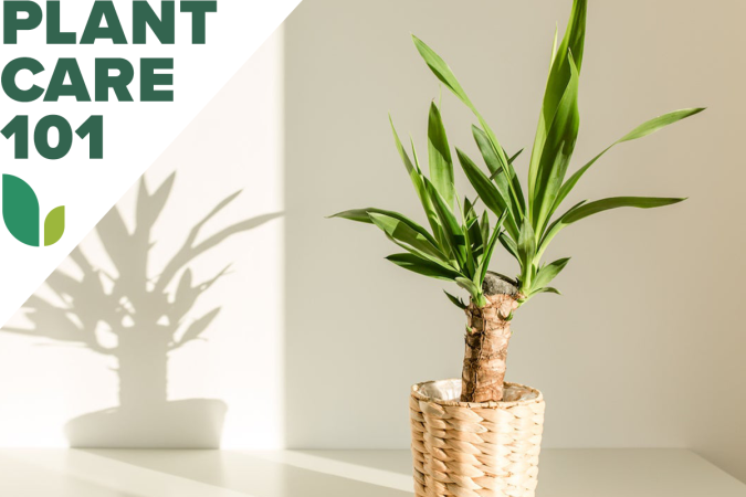 This Yucca Plant Care Routine will Yield Tall Canes with Minimal Effort
