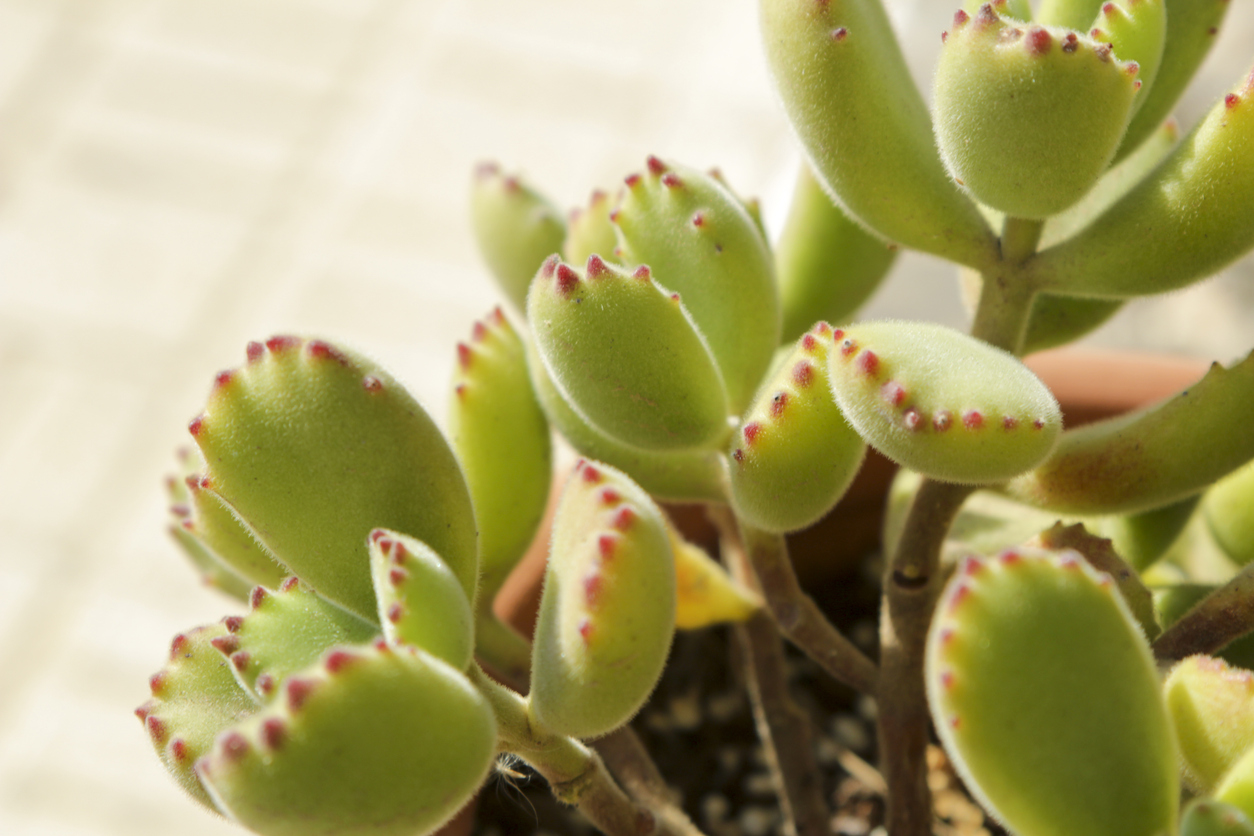 types of succulents bears paw
