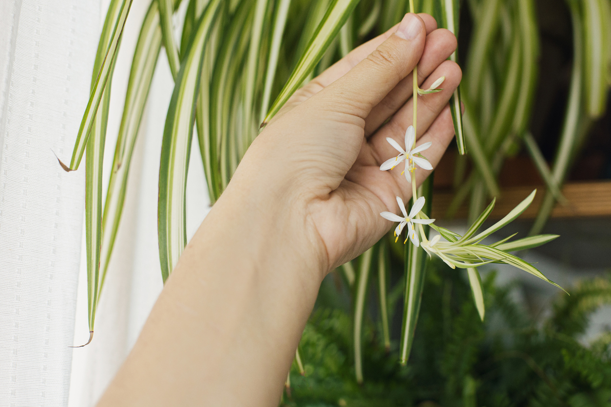 Hand holding white flowers of spider plant close up on background of room with plants. Chlorophytum blooming flowers and green striped leaves, pot on wooden shelf. Houseplant