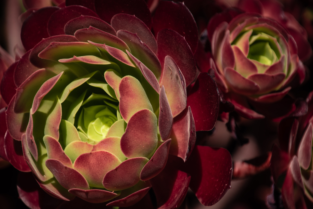 types of succulents irish rose