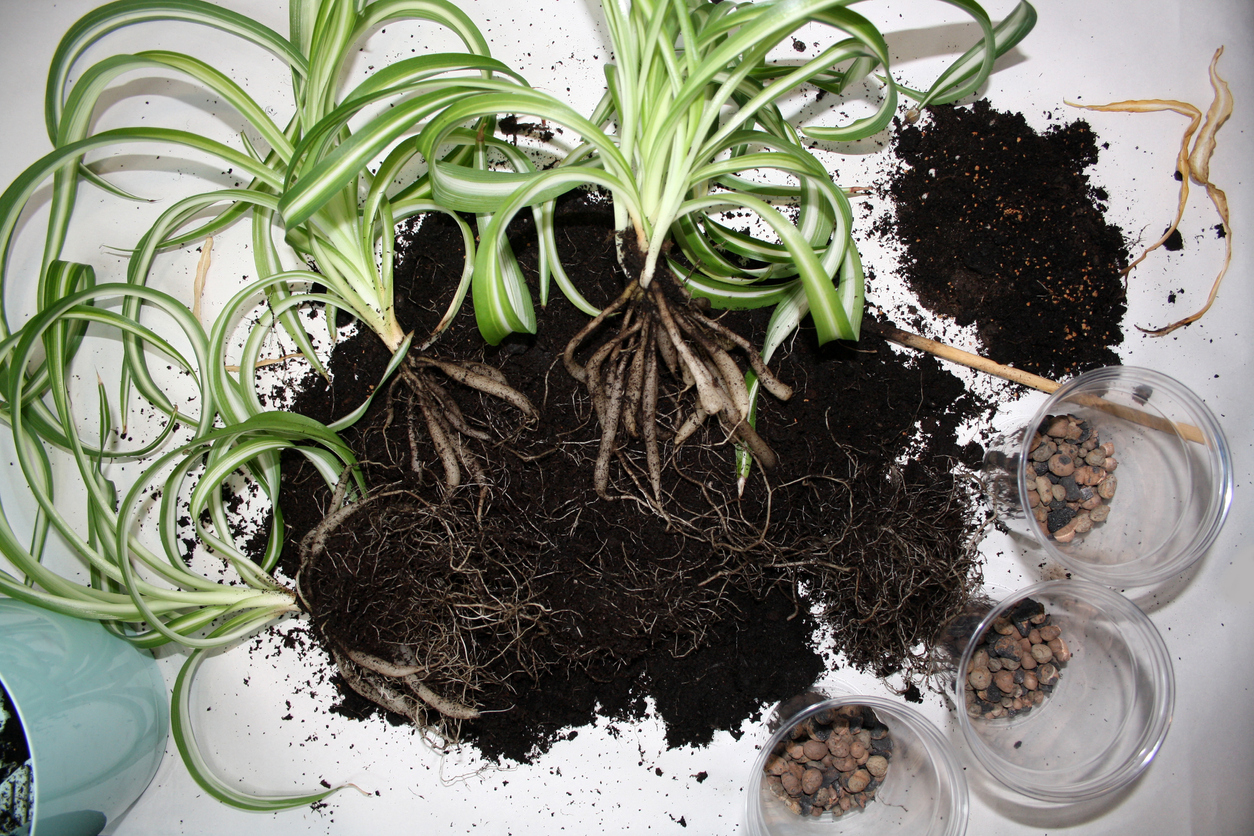 Separation of chlorophytum roots. Transplanting a plant into a new pot. Background.