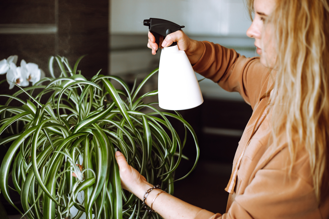 blond woman spray on green spider plant at home using a spray bottle, sprinkling, watering houseplants by spray gun. Plant care in the morning.