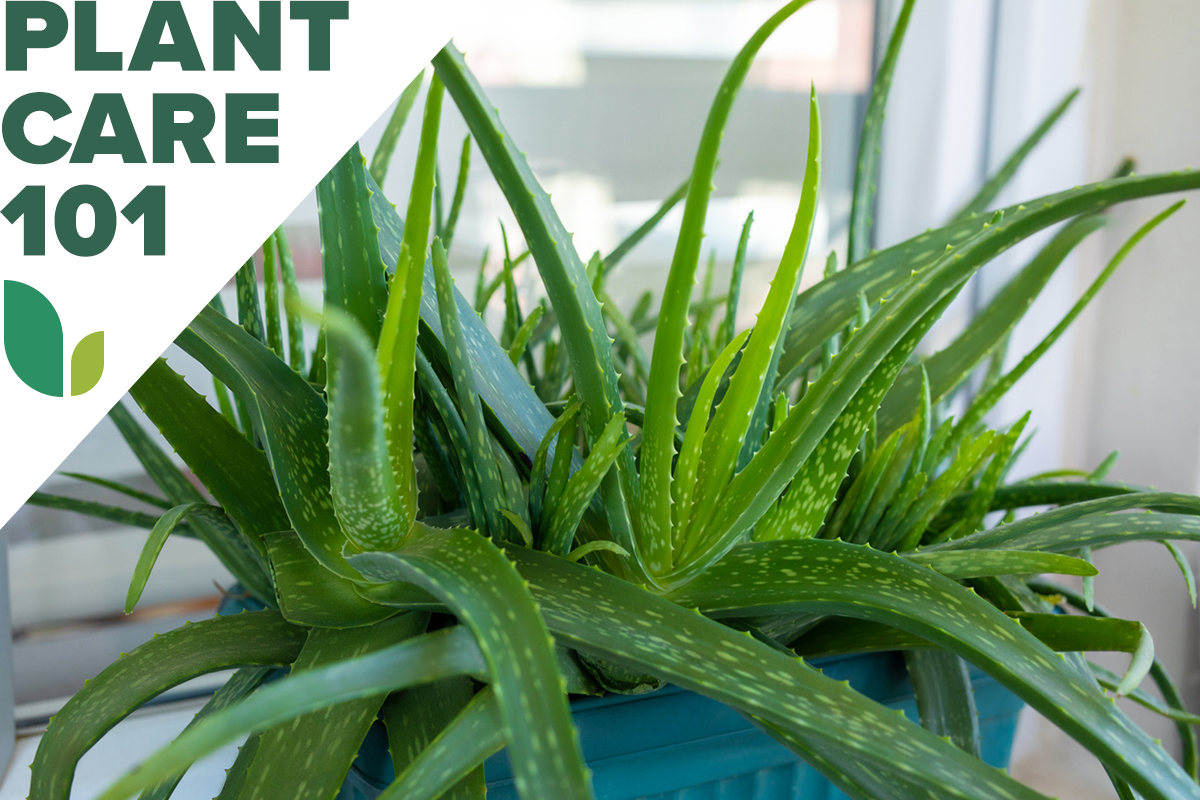 aloe vera plant care 101 - how to grow aloe vera plant indoors