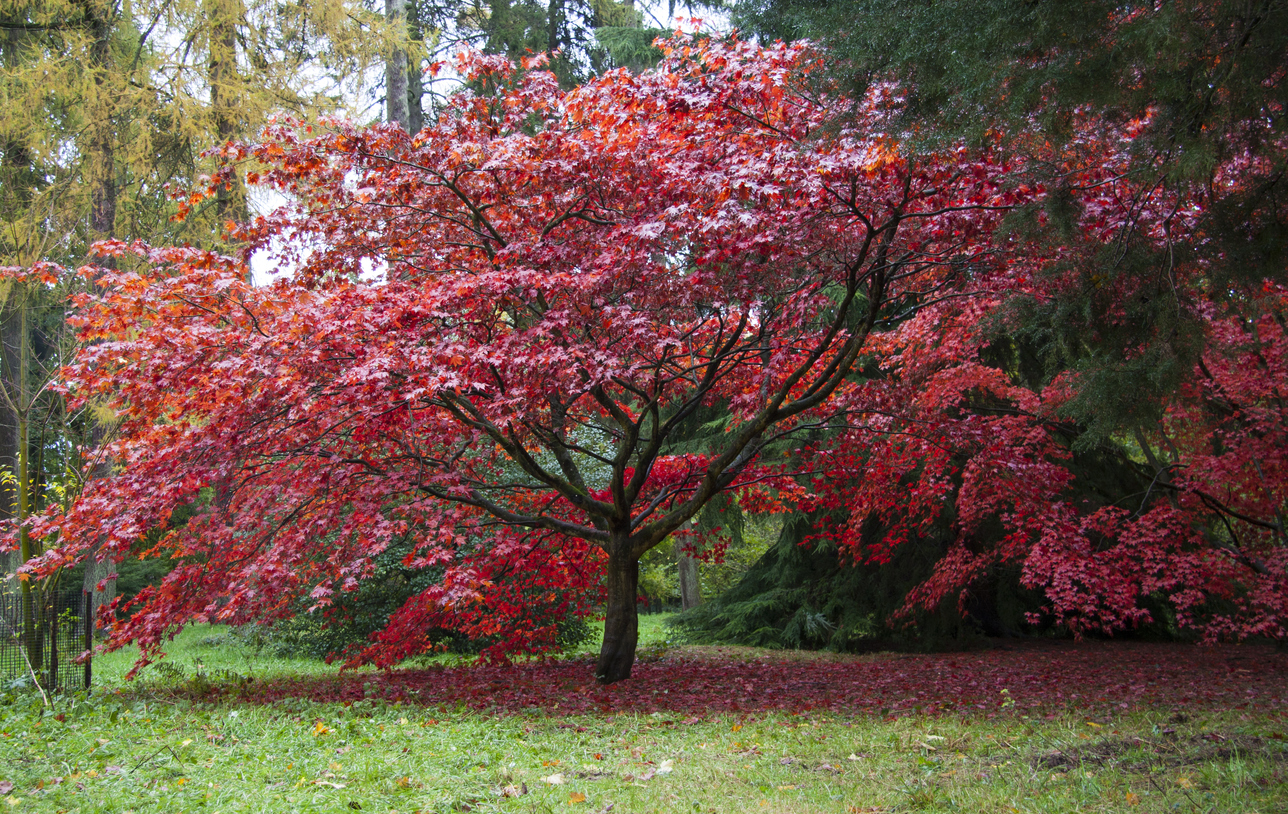Types of maple trees