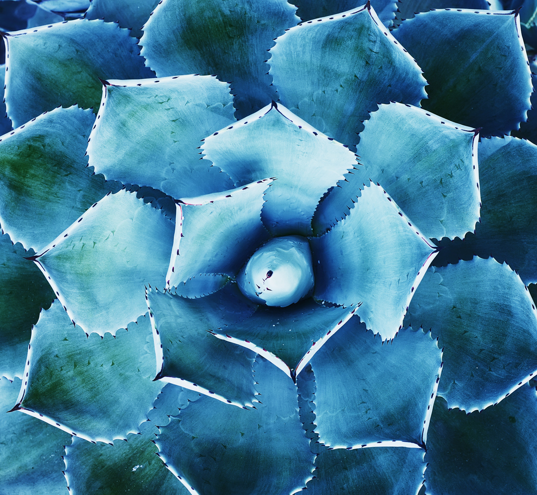 types of succulents agave blue glow