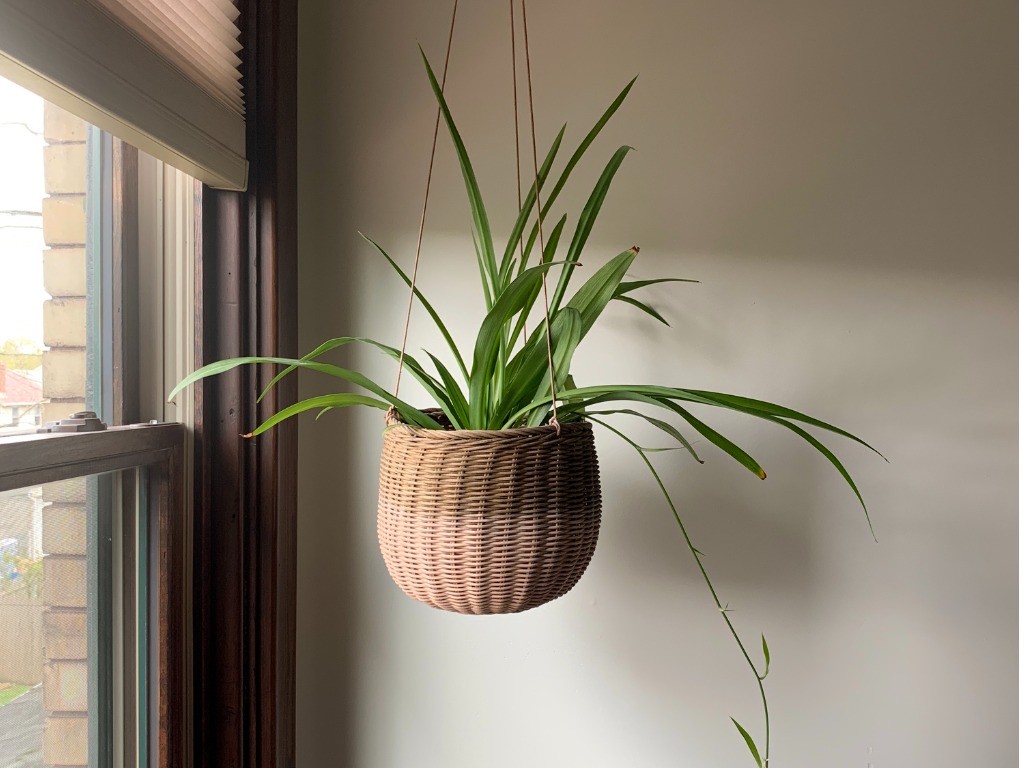 Spider plant indoors by window