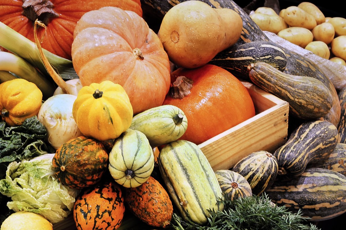 types of squash