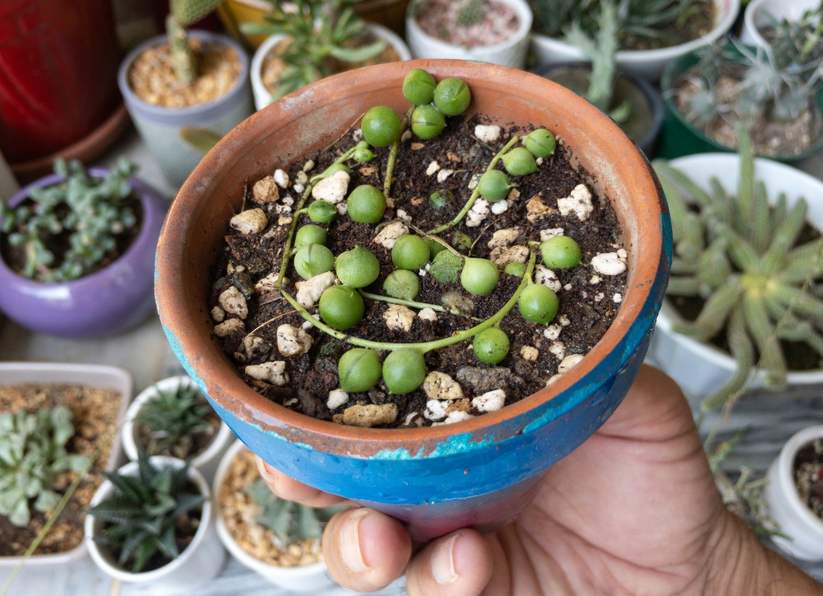 types of succulents - string of pearls