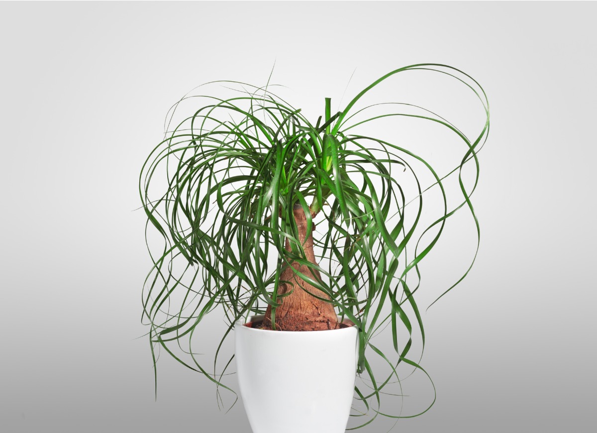 types of succulents - ponytail palm