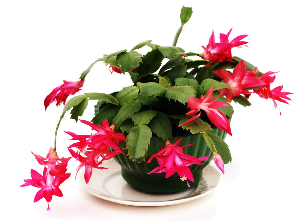 types of succulents - christmas cactus